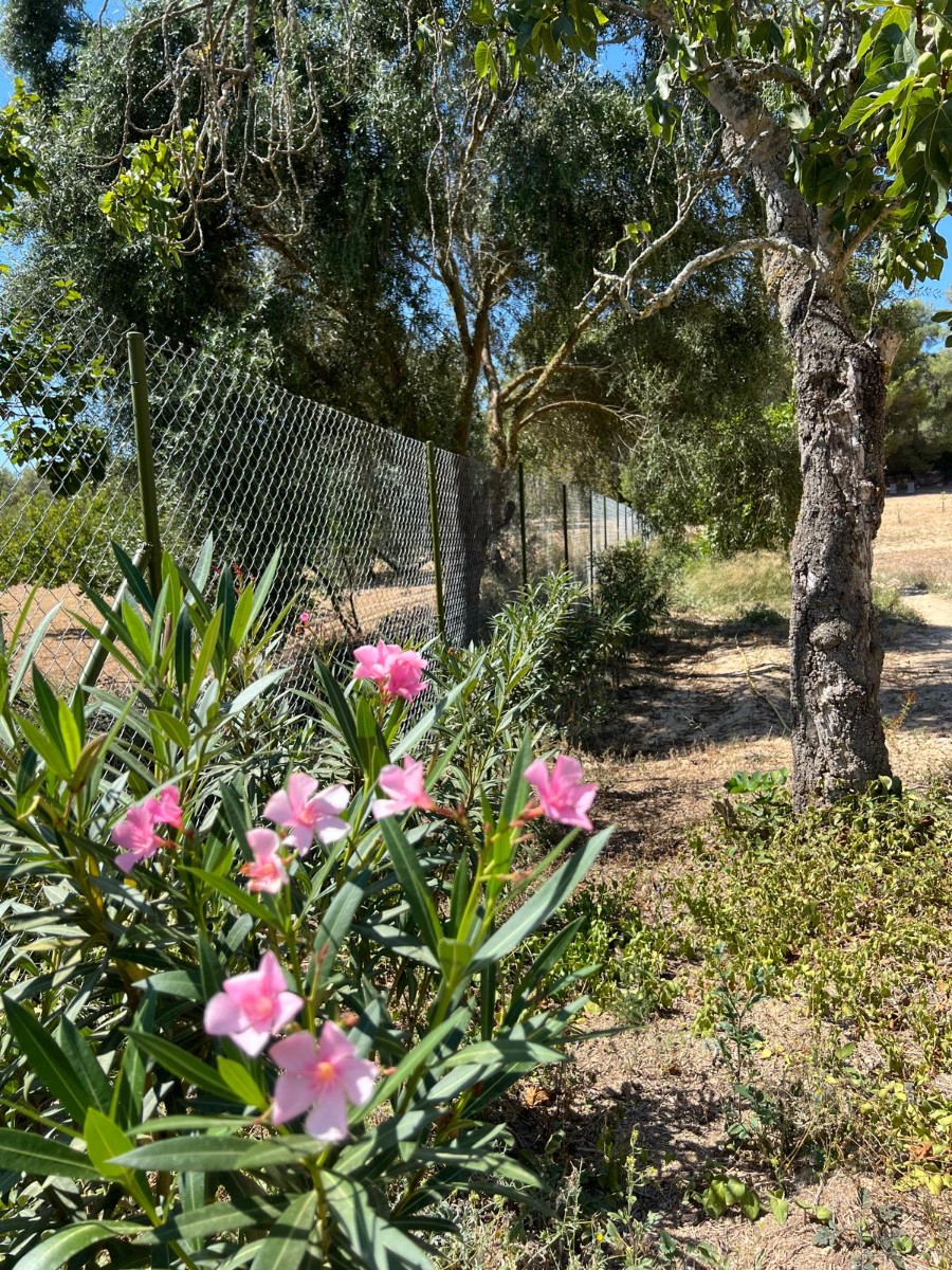 Land in Palma de Mallorca – YC801377