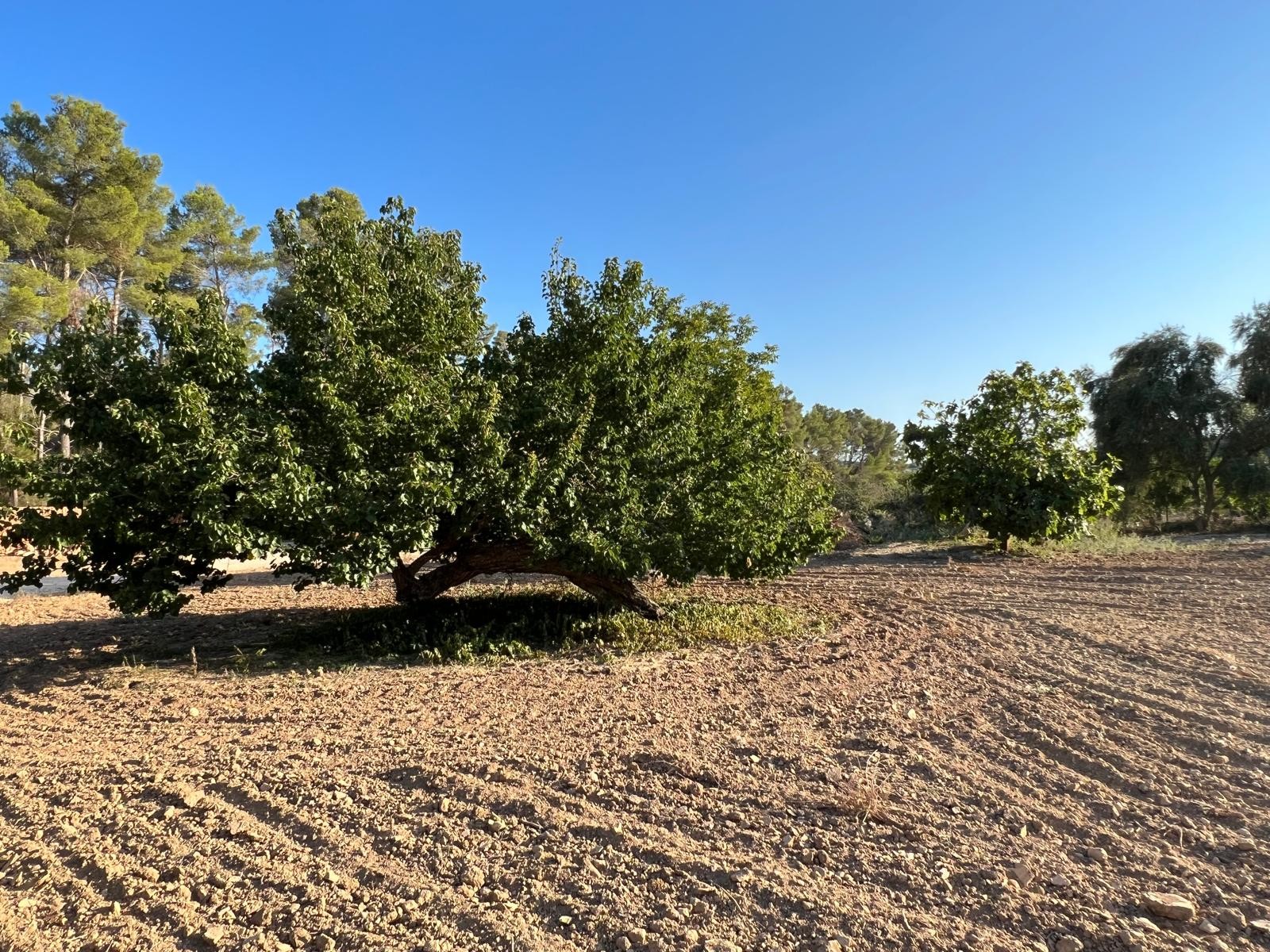 Land in Palma de Mallorca – YC801377