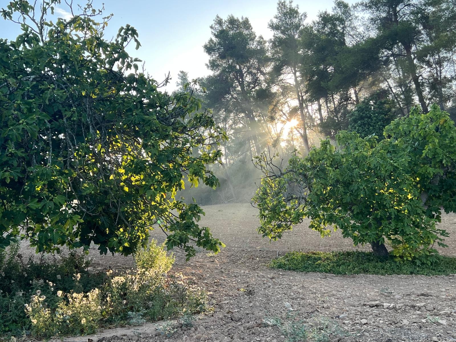 Land in Palma de Mallorca – YC801377