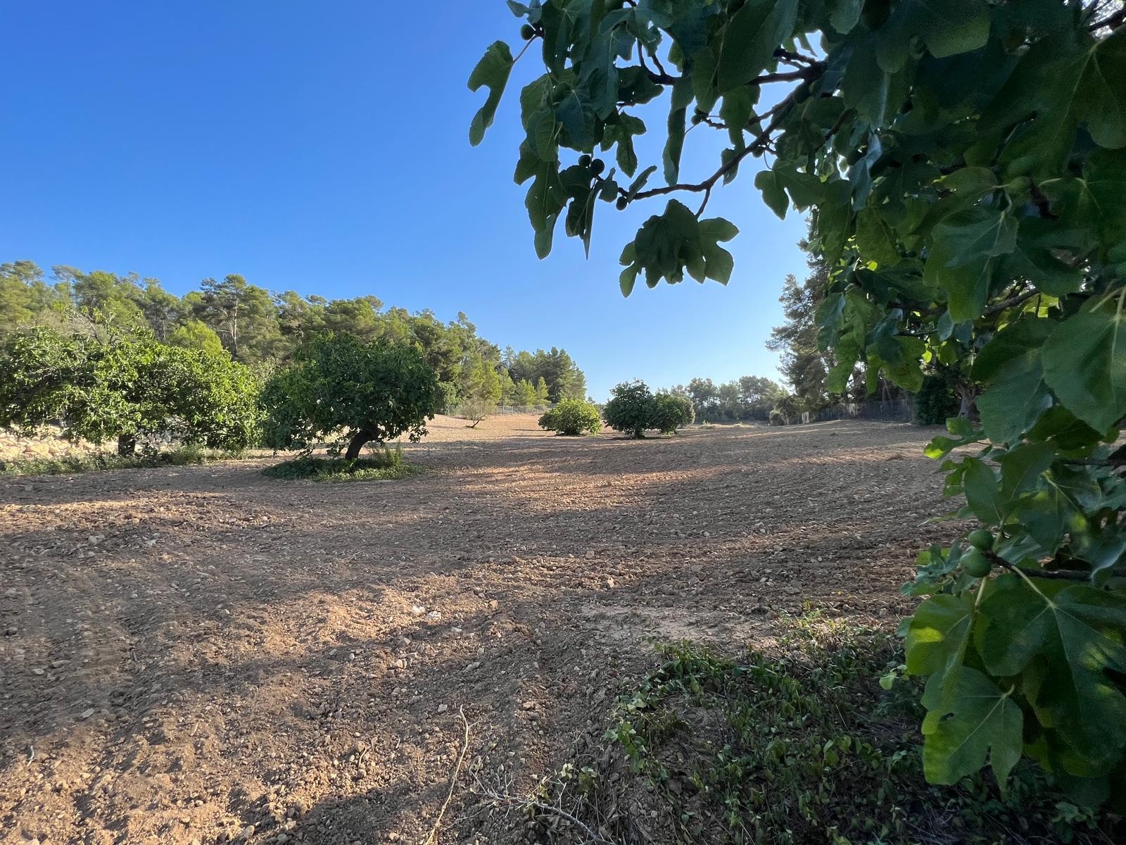 Land in Palma de Mallorca – YC801377