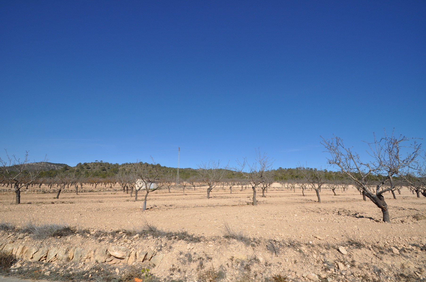 Perceel te koop in Monóvar