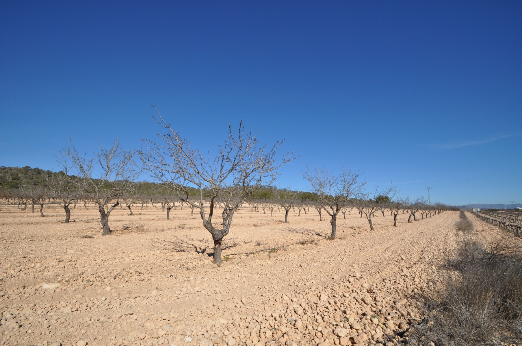 Perceel te koop in Monóvar
