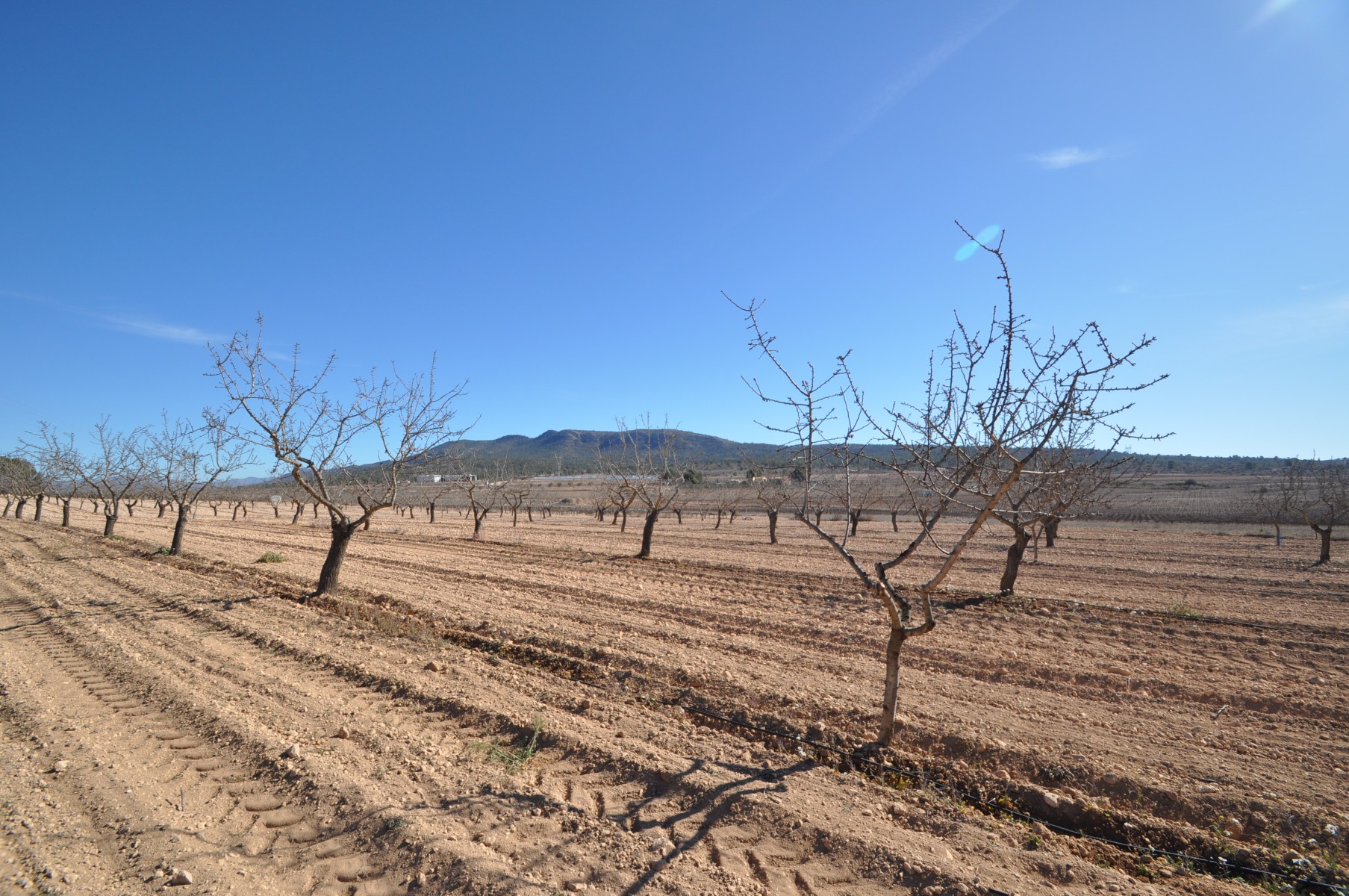 Perceel te koop in Monóvar