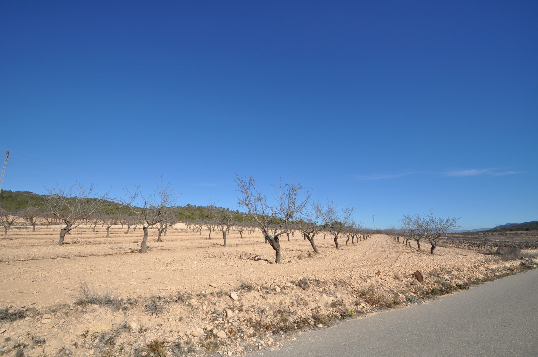 Perceel te koop in Monóvar