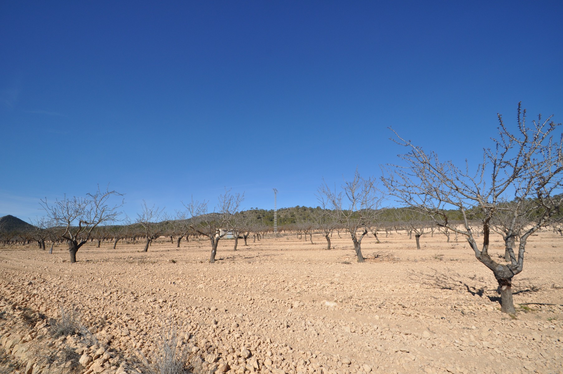 Perceel te koop in Monóvar