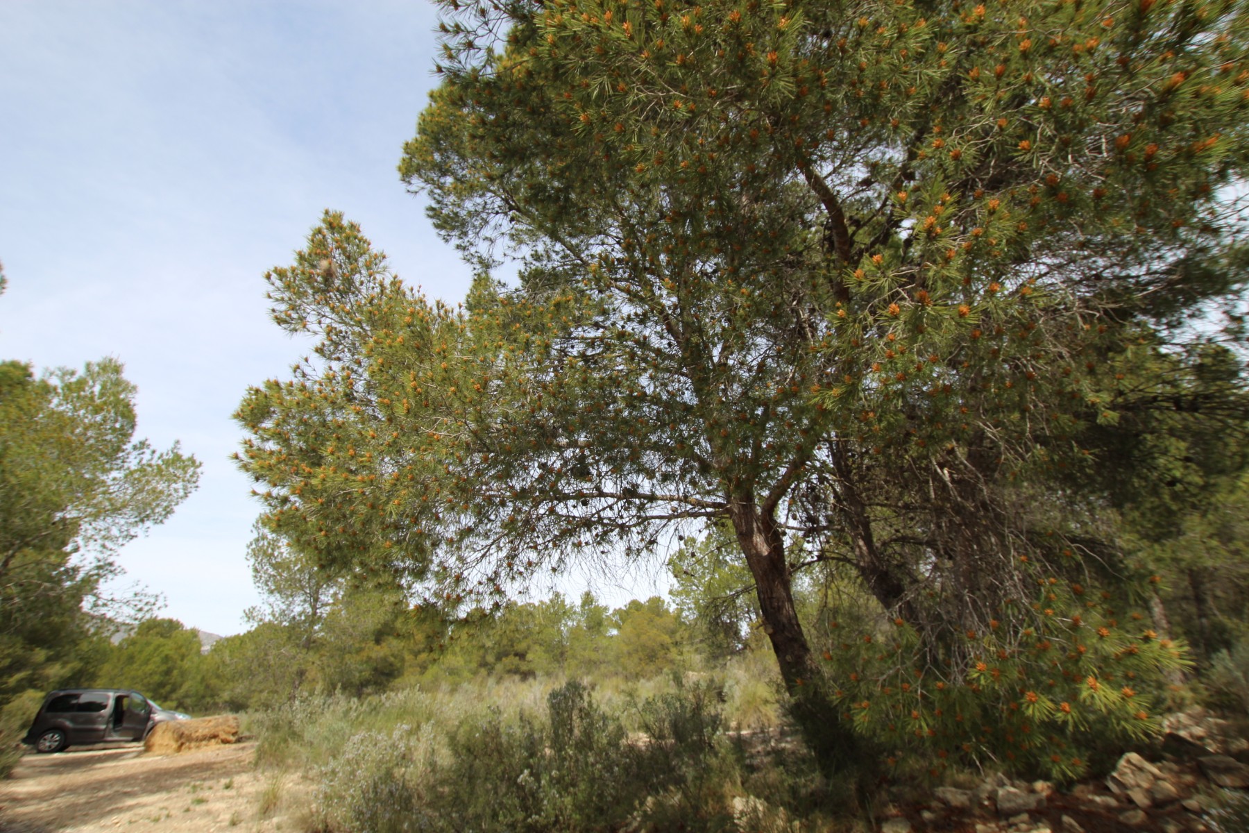 Finca te koop in Monóvar