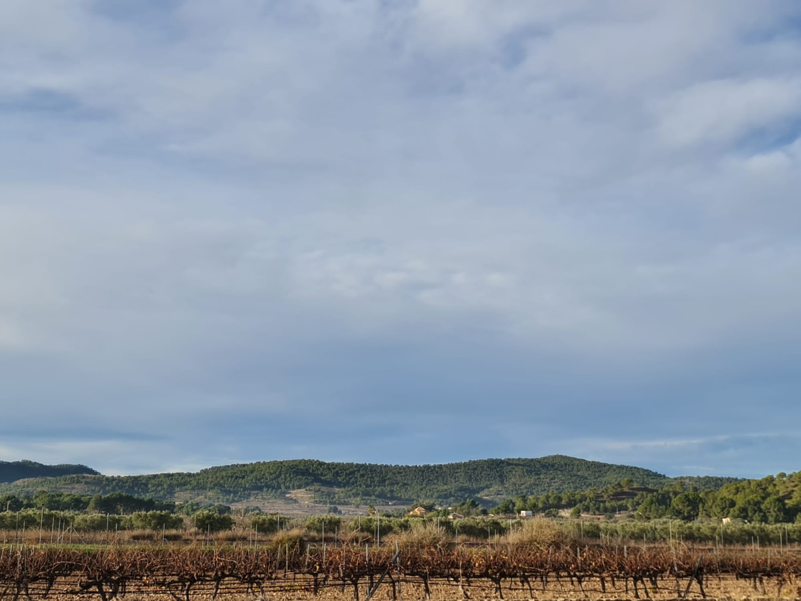 Perceel te koop in Monóvar
