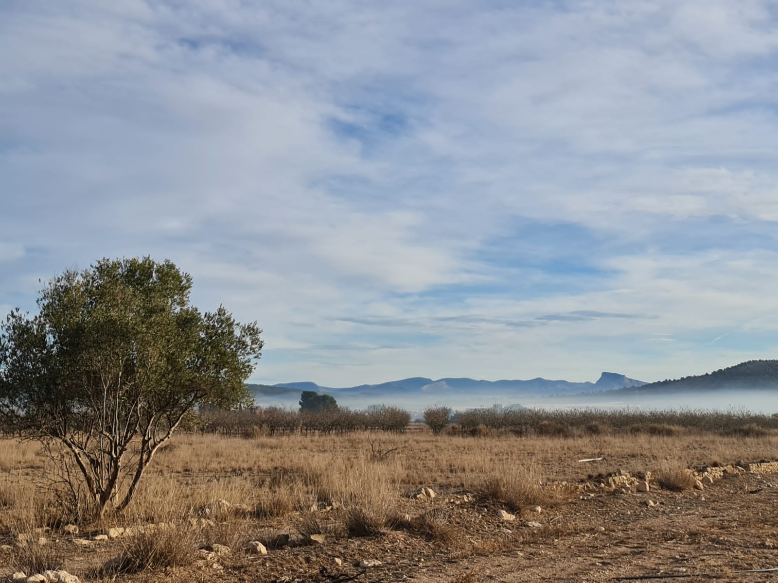 Perceel te koop in Monóvar