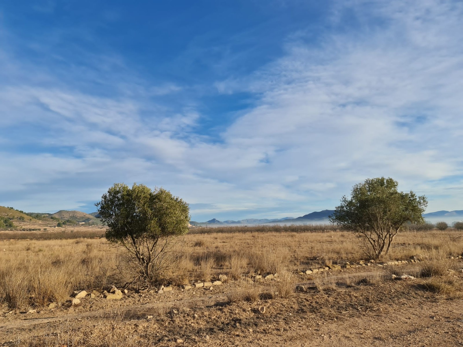 Perceel te koop in Monóvar