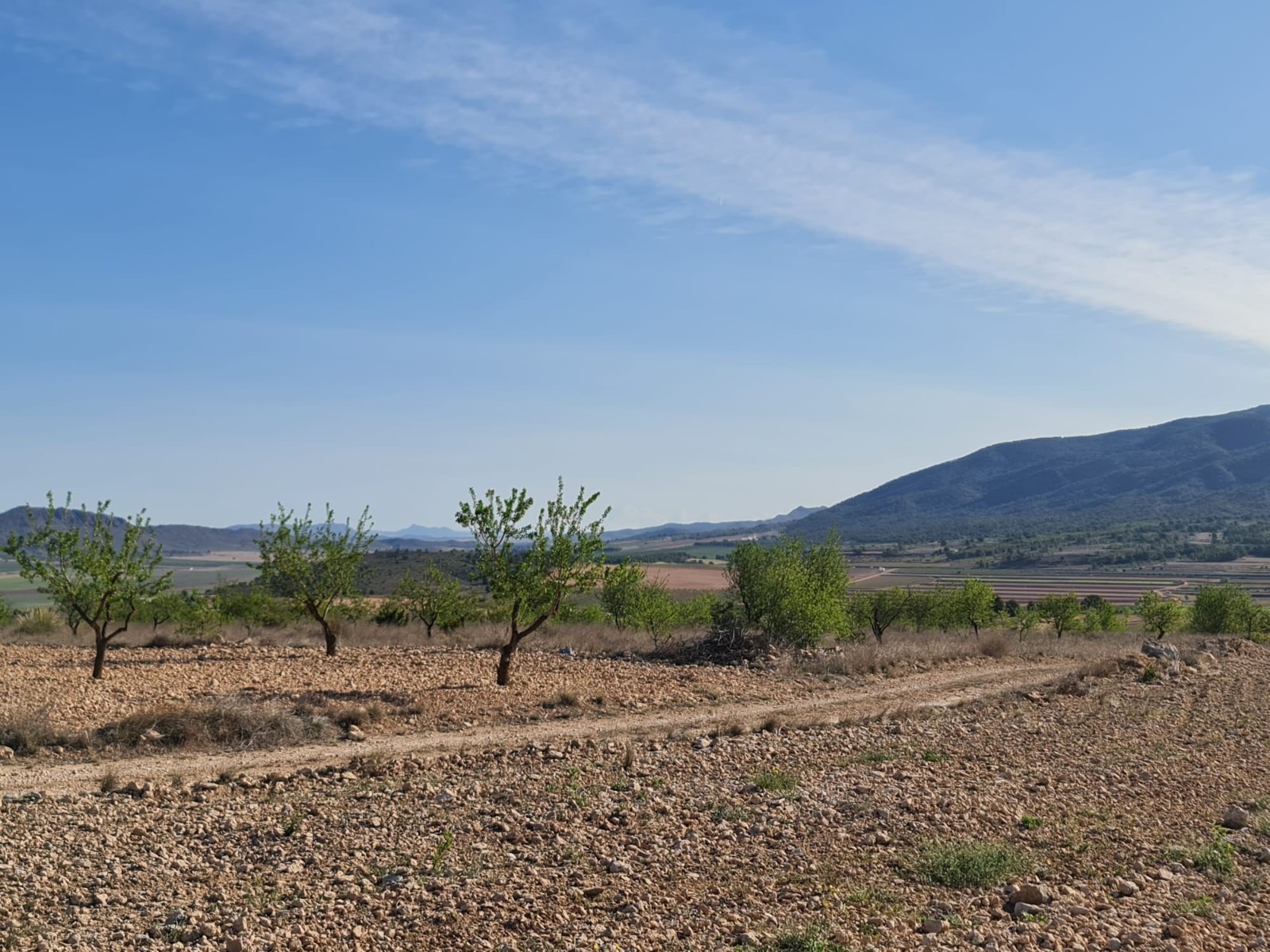 Perceel te koop in Yecla
