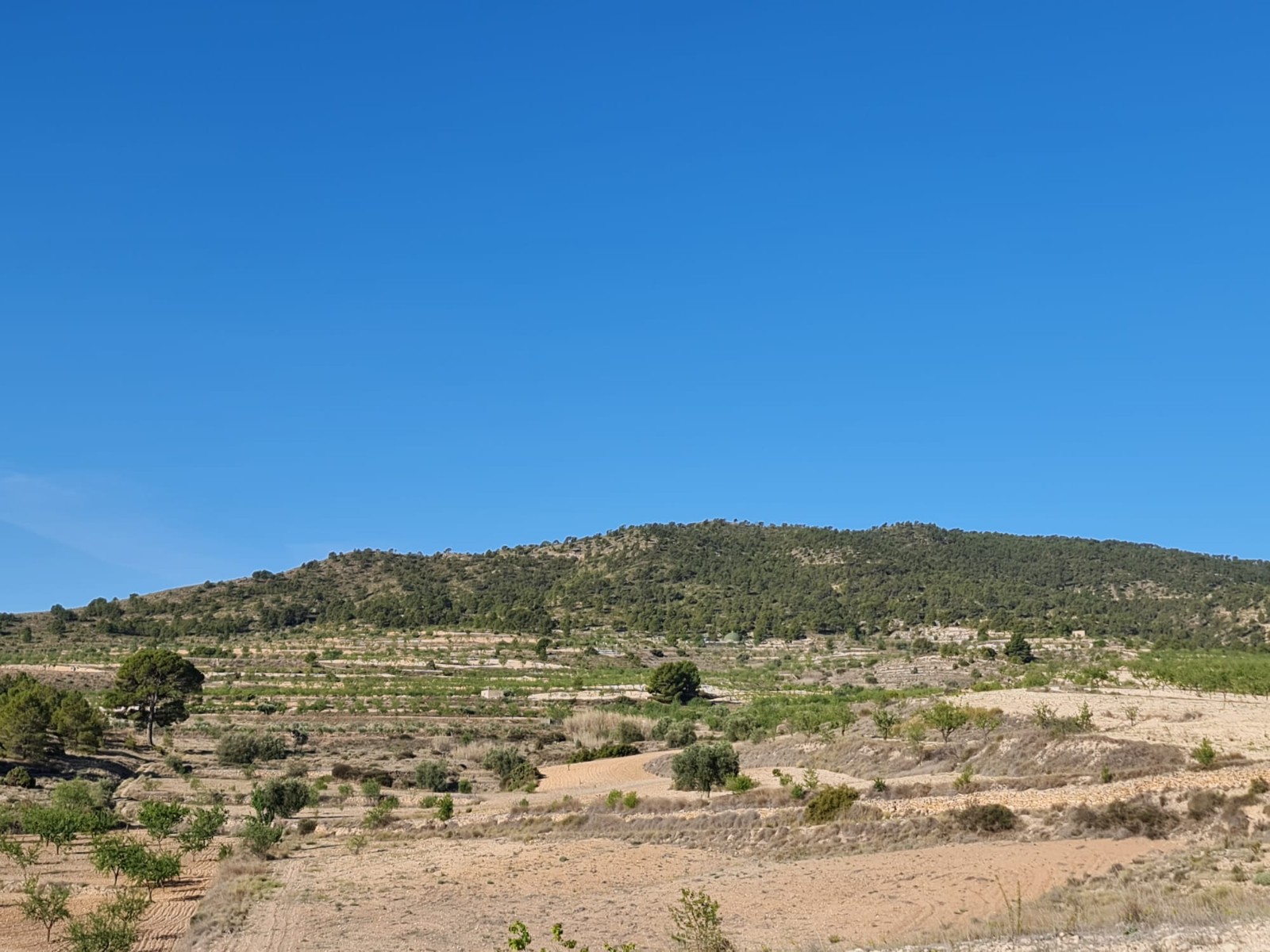 Perceel te koop in Yecla