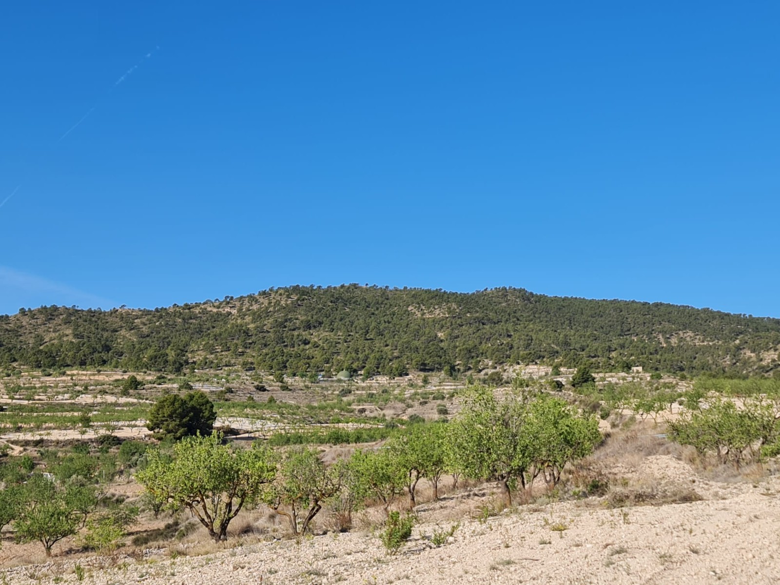 Perceel te koop in Yecla