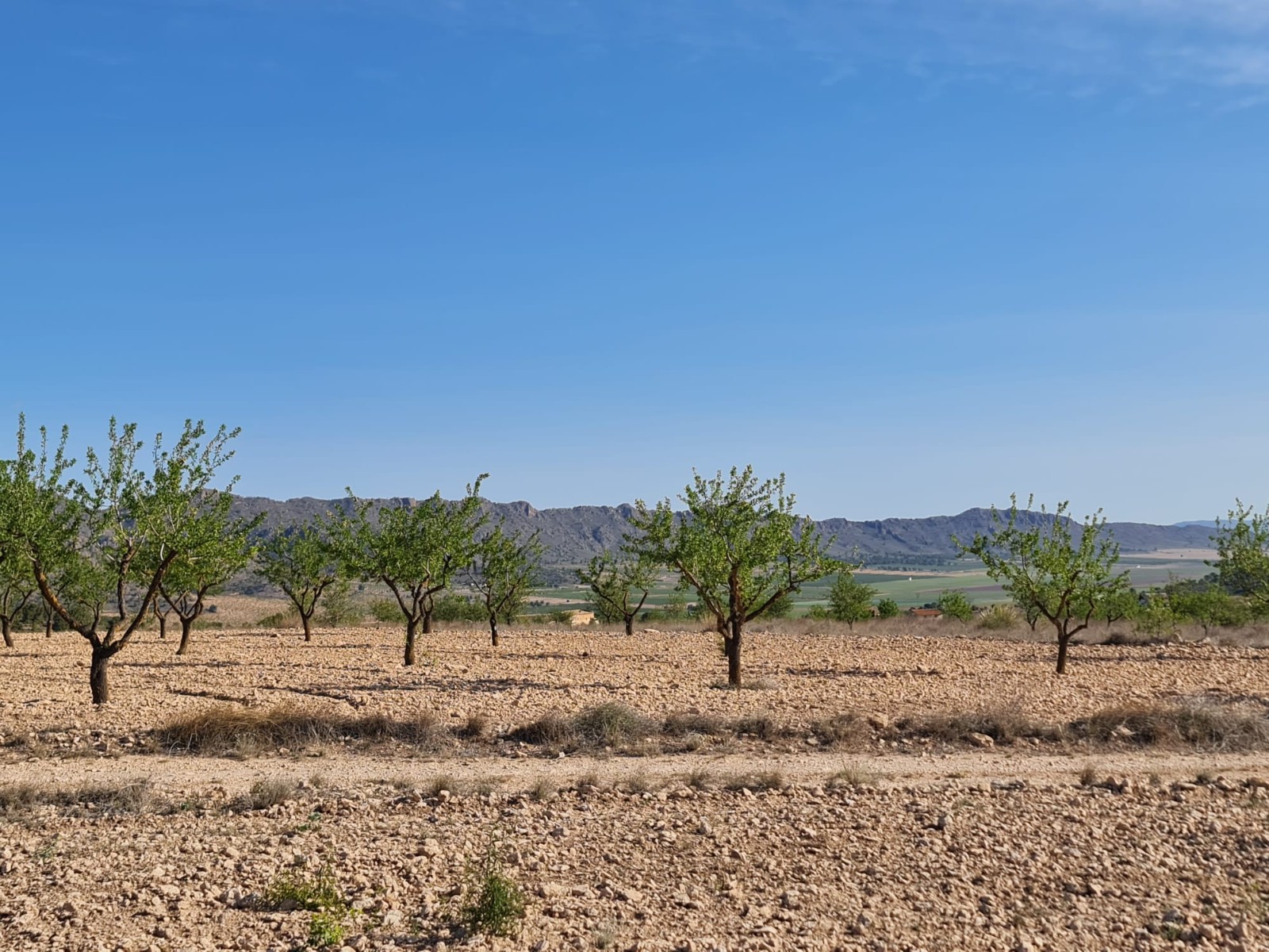 Perceel te koop in Yecla