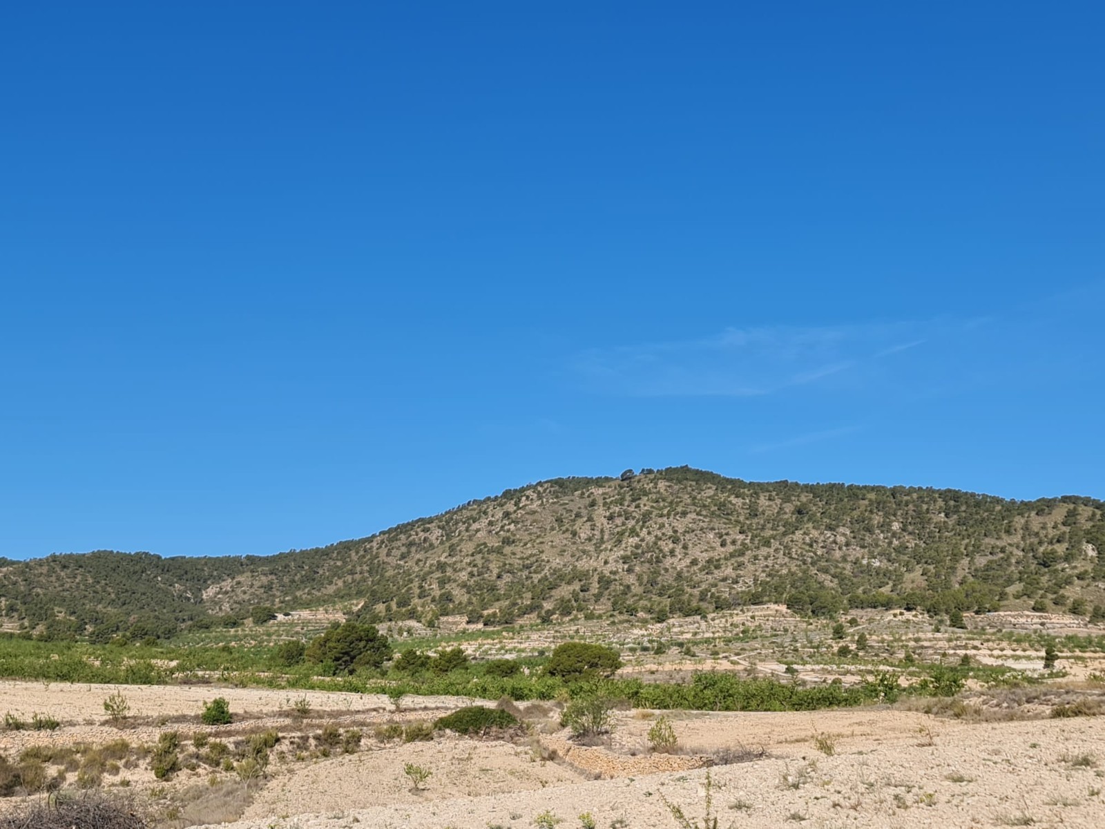 Perceel te koop in Yecla