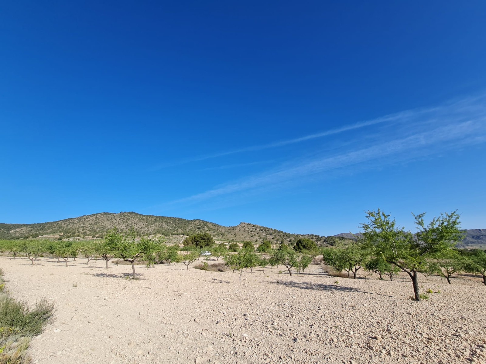 Perceel te koop in Yecla