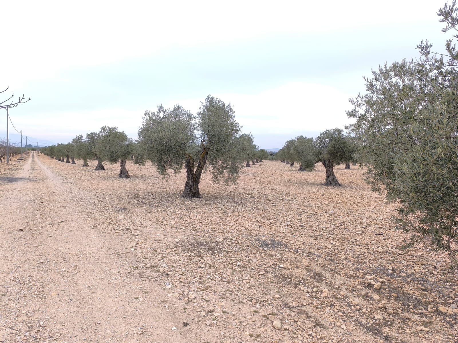 Perceel te koop in Yecla