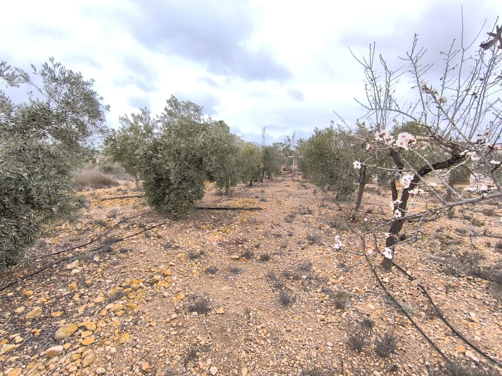 Finca te koop in La Romana
