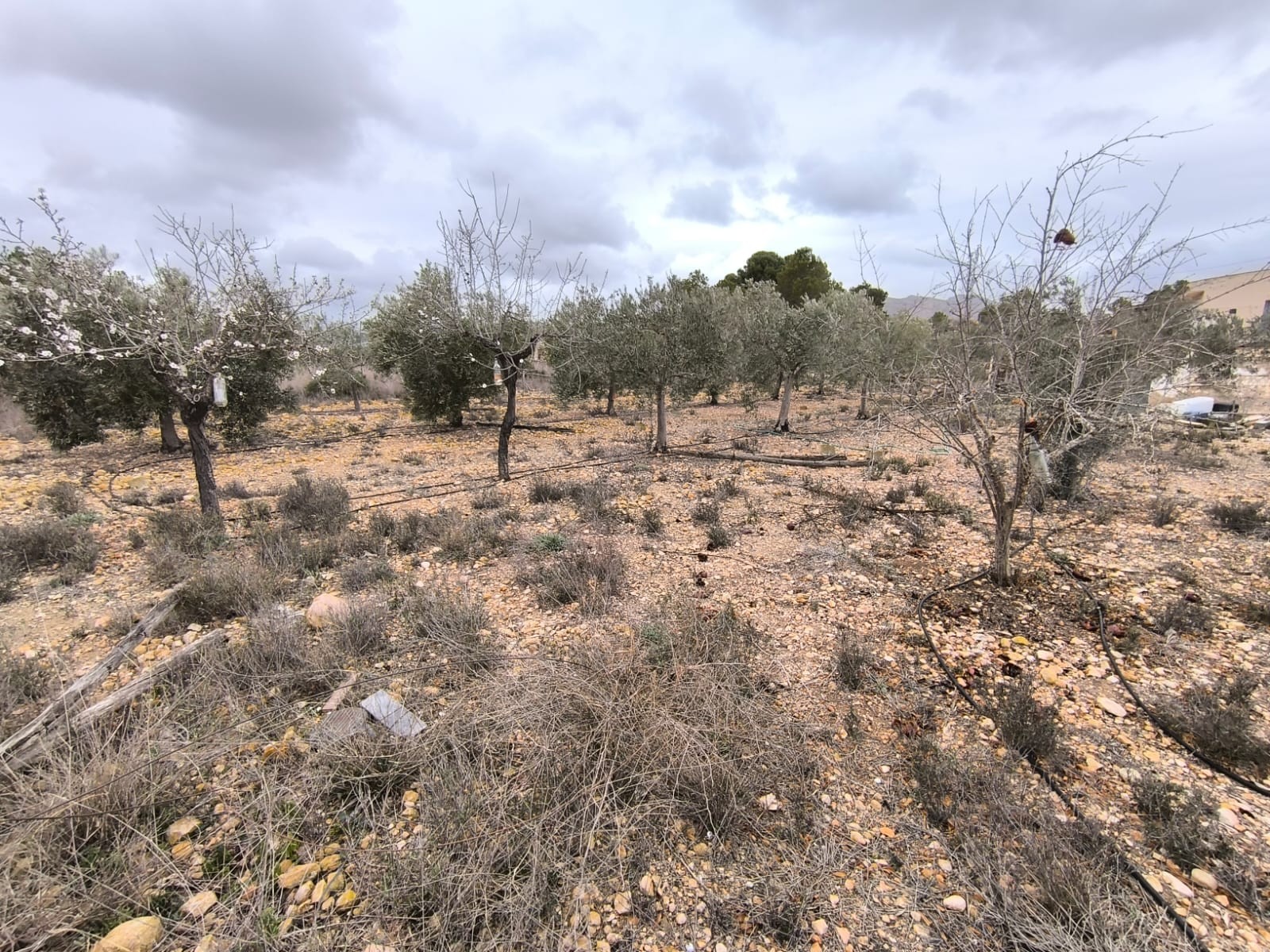 Finca te koop in La Romana